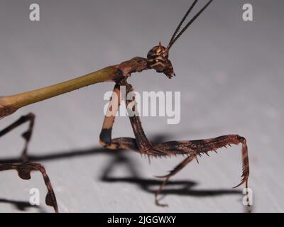 side view close up of Praying mantis (Vates pectinicornis) isolated on a natural white background Stock Photo