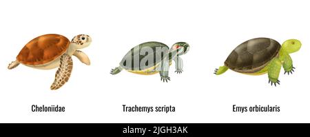 Collection cute turtles. Vector illustration. Isolate outline drawing ...
