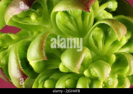 Close up of Purple Aeonium (Aeonium arboreum) rosette buds Stock Photo