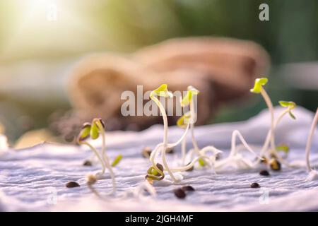 Germinating cannabis seeds close-up. cannabis seed germination from seed to sprout. soft Selected focus. Stock Photo