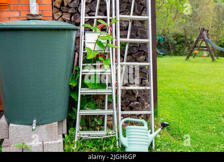 Highly invasive species Reynoutria japonica, Fallopia japonica or Japanese knotweed growing in home garden, growing through metal ladder. Stock Photo