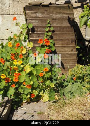 Self seeded nasturtiums in a re-wilded garden grow up a home made compost bin and Bath stone wall. Stock Photo