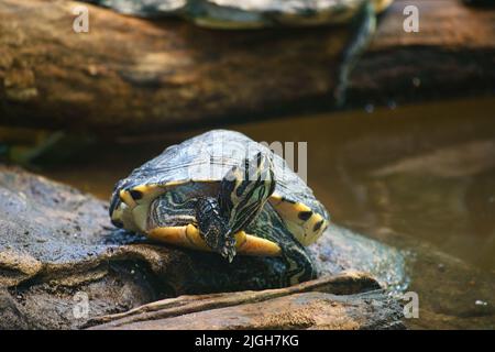 Yellow-cheeked jewel turtle on a rock on land basking. The turtle species is a popular pet. Animal photo Stock Photo