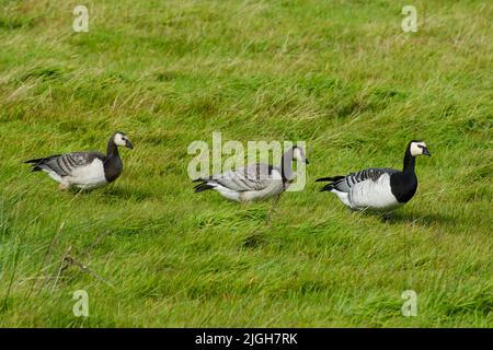 Barnacle goose on the meadow, Wangeooge, East Frisian island Stock Photo