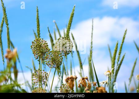 Wonderful ornamental decorative garlic Allium Mont Blanc and clear blue sky Stock Photo