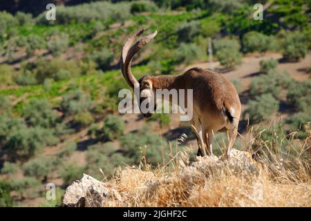 Wild Ibex in the mountain top pueblo of Comares in the  Axarquia region of  Malaga, Andalucía, Spain Stock Photo