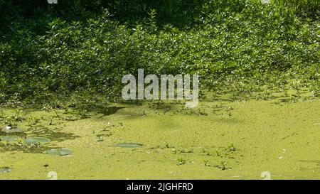 Green water surface in a pond covered with cyanobacteria. Due to eutrophication. Pollution and ecology concept Stock Photo