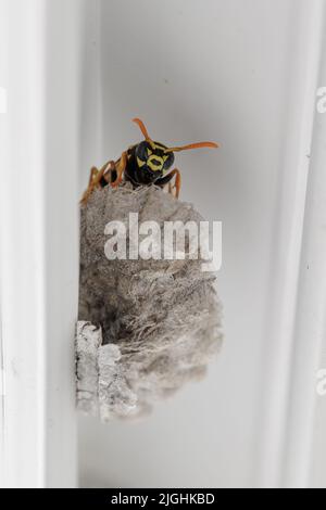 A wasp is building a paper nest at urban place within a window frame Stock Photo