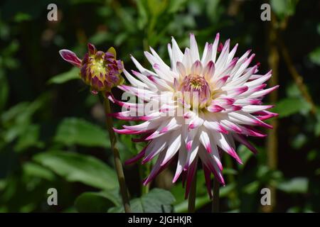 A beautiful cactus dahlia flower Dutch Explosion that has spiky pointed white petals with bright pink / purple tips Stock Photo