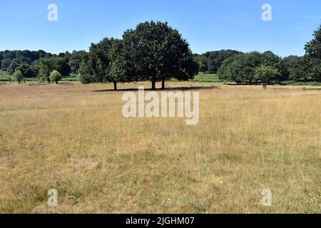 London, UK. 11th July, 2022. Sunshine in Richmond park as UK experiences heat wave. Credit: JOHNNY ARMSTEAD/Alamy Live News Stock Photo