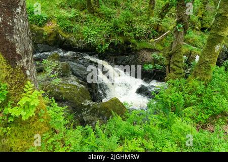 Waterfall in Wood of Cree, near Newton Stewart in Dumfries & Galloway Stock Photo