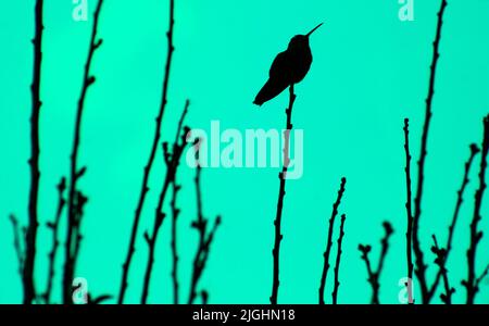 A silhouette of hummingbird perching on plant stem in green background Stock Photo