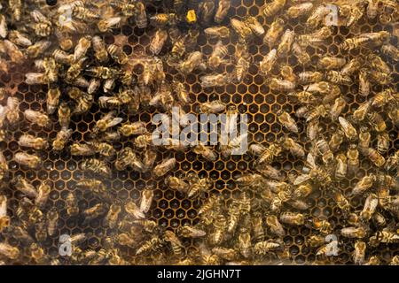 Beehive interior - honey bees working on a honeycomb Stock Photo