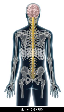 Spinal canal, spinal cord and nerves Stock Photo
