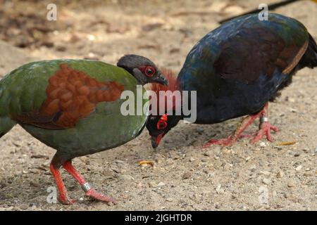 Closeup on a colorful male and female Red-crested Wood Patridge, Rollulus rouloul eating at Parc Paradisio , Belgium Stock Photo