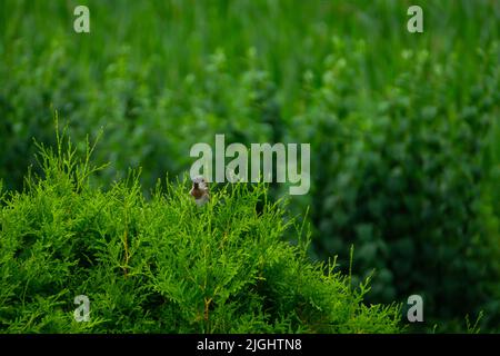 Sparrow sits on green hedge Stock Photo