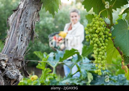 Grape in focused vineyard and young woman harvester out of focus in the background with a basket full of vegetables Stock Photo