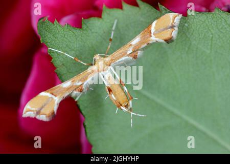 Rose plume moth Cnaemidophorus rhododactyla (Pterophoridae) on rose leaf. Stock Photo