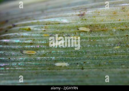 Thrips on cereals. They are economically important pests of various plants. Stock Photo