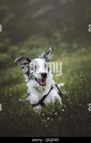 A shot of a happy Border Collie dog sitting in the field Stock Photo