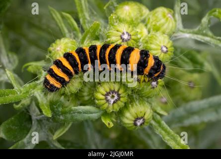 The distinctive yellow and black caterpillar of the Cinnabar Moth, (Tyria jacobaeae), feeding on the flower heads of Ragwort Stock Photo