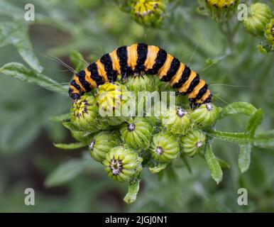 The distinctive yellow and black caterpillar of the Cinnabar Moth, (Tyria jacobaeae), feeding on the flower heads of Ragwort Stock Photo