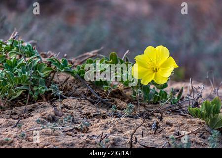 Yellow flower of Oenothera drummondii closeup on blurred background Stock Photo