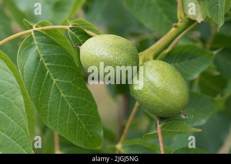 Maturing green walnut (Juglans regia) mid season drupe containing an immature nut on the tree, Berkshire, July Stock Photo