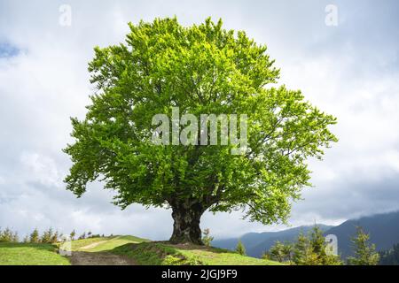 Large old beech tree with lush green leaves in Carpathian mountains in summer time. Landscape photography Stock Photo