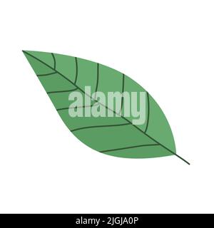 Green avocado leaf. Healthy food. Culinary ingredient. Cooking food. Flat vector illustration isolated on white background Stock Vector