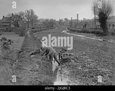 A man harvesting watercress at the beds in the chalk stream at Ewelme in the Chiltern Hills, South Oxfordshire, England, UK c. 1930. He wears long, rubber waders and is carefully filling wicker baskets with the salad vegetable. The village was the hub of the British watercress industry in the 20th century. Stricter regulations meant the sale of watercress from the Ewelme site ended in 1988 – a vintage 1920s/30s photograph. Stock Photo