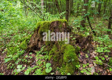 A mossy trunk in a dense old forest in a remote area on a summer day. Stock Photo