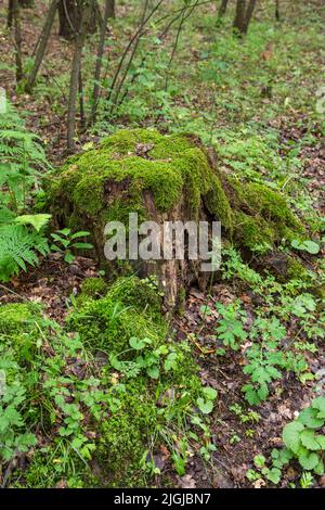 A mossy trunk in a dense old forest in a remote area on a summer day. Stock Photo