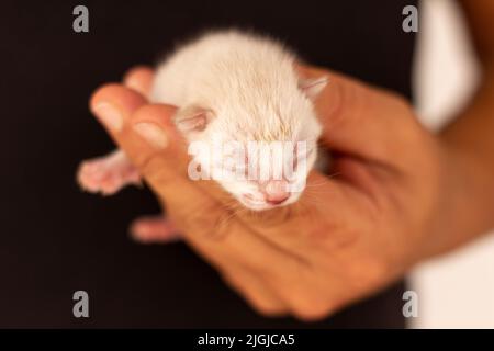 Small newborn cat held by the hand of a man dressed in black. Concept of frailty in newborns. Stock Photo