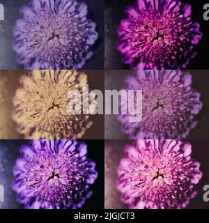 Photo collage with colorful asters
