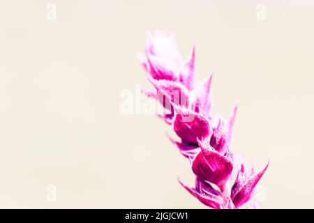 Bright pink salvia flower, copyspace Stock Photo