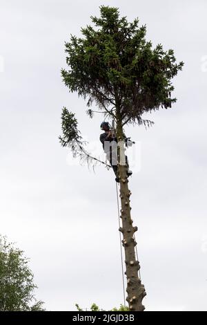 Tree surgeon at work (1 of 5 pics) trimming branches off pine tree, felling top section then trunk with petrol chain saw ropes and protective clothing Stock Photo