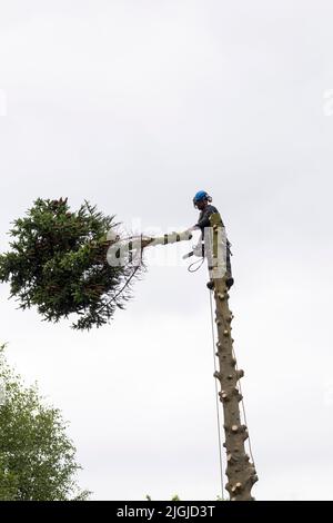 Tree surgeon at work (1 of 5 pics) trimming branches off pine tree, felling top section then trunk with petrol chain saw ropes and protective clothing