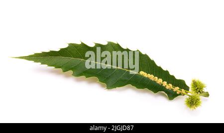 Chestnut leaf with  catkin isolated on white Stock Photo