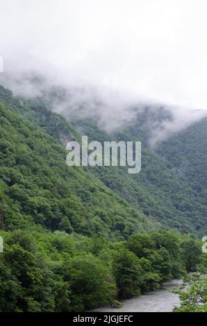 Foggy misty mountain landscape with spruce forest and copy space in vintage retro style. Dense forest in morning with copy space. Coniferous trees Stock Photo