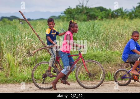 Jamaica, in the west of the  country there are many sugar plantations. From the 17th century the colonials brought in sugar to be grown and harvested Stock Photo