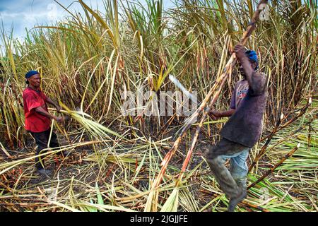 Jamaica, in the west of the  country there are many sugar plantations. From the 17th century the colonials brought in sugar to be grown and harvested Stock Photo