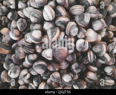 Fresh raw cockles, little shellfish at the seafood market in Normandy in France, close-up Stock Photo
