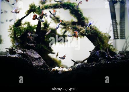 Beautiful planted tropical freshwater aquarium with fishes Stock Photo