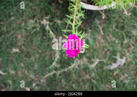 Portulaca grandiflora flowers also known a mexican rose, 11 o clock, ten o clock flowers. Succulent flowering home garden plant in Bright pink color. Stock Photo