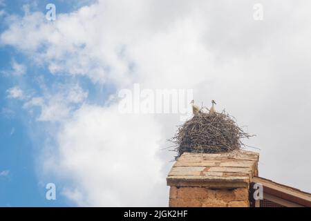 Two storks in their nest. Stock Photo