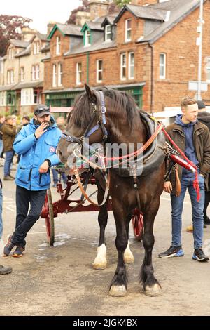 A black gypsy cob pulling a cart, Appleby Horse Fair, Appleby in Westmorland, Cumbria Stock Photo