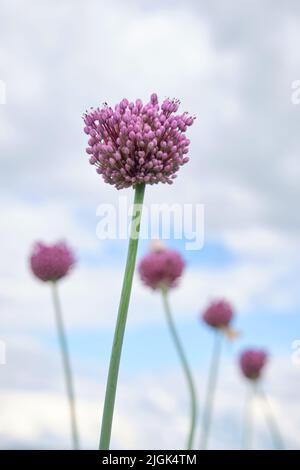 Several pink buds of ornamental onions grow in the garden. side view. Stock Photo