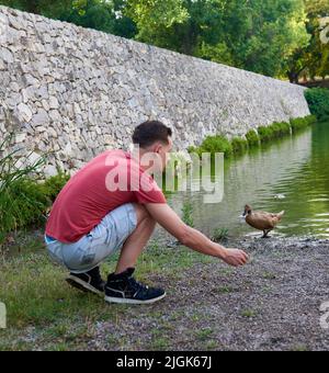 A young man feeding ducks by a pond. Stock Photo