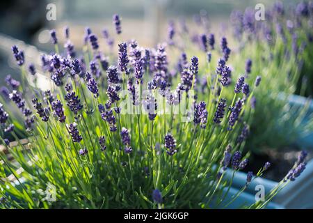 Beautiful shallow focus on lavender herb blooms in blue pots. Stock Photo